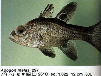 Apogon melas